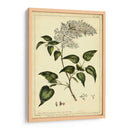 Lila, Pl. Clxiii - Philip Miller | Cuadro decorativo de Canvas Lab