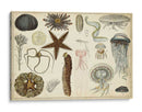 Gráfico Antiguo De Sealife - Vision Studio | Cuadro decorativo de Canvas Lab