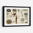 Gráfico Antiguo De Sealife - Vision Studio | Cuadro decorativo de Canvas Lab