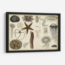 Gráfico Antiguo De Sealife - Vision Studio | Cuadro decorativo de Canvas Lab