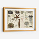 Gráfico Antiguo De Sealife - Vision Studio | Cuadro decorativo de Canvas Lab