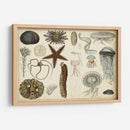 Gráfico Antiguo De Sealife - Vision Studio | Cuadro decorativo de Canvas Lab