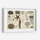 Gráfico Antiguo De Sealife - Vision Studio | Cuadro decorativo de Canvas Lab