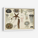 Gráfico Antiguo De Sealife - Vision Studio | Cuadro decorativo de Canvas Lab