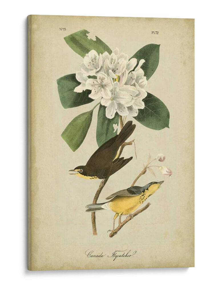 Audubon Canadá Flycatcher - John James Audubon | Cuadro decorativo de Canvas Lab