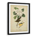 Audubon Canadá Flycatcher - John James Audubon | Cuadro decorativo de Canvas Lab