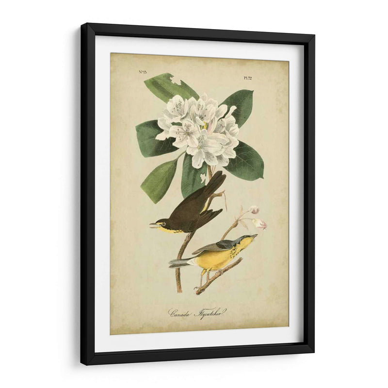 Audubon Canadá Flycatcher - John James Audubon | Cuadro decorativo de Canvas Lab