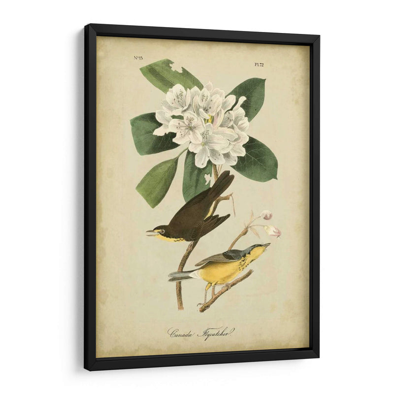 Audubon Canadá Flycatcher - John James Audubon | Cuadro decorativo de Canvas Lab