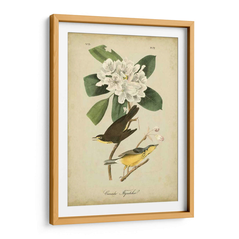 Audubon Canadá Flycatcher - John James Audubon | Cuadro decorativo de Canvas Lab