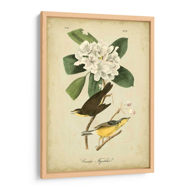 Audubon Canadá Flycatcher - John James Audubon | Cuadro decorativo de Canvas Lab