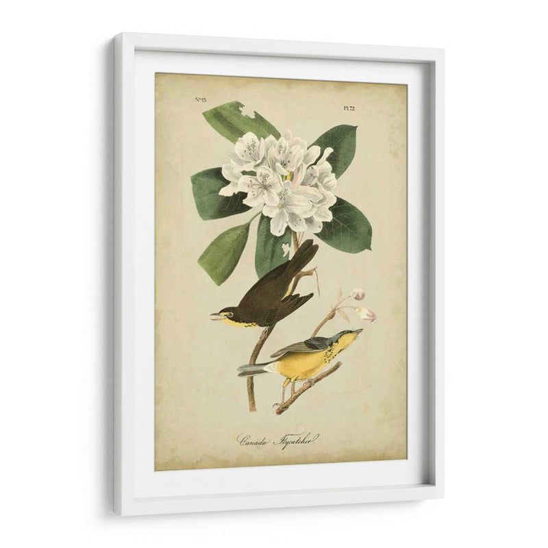 Audubon Canadá Flycatcher - John James Audubon | Cuadro decorativo de Canvas Lab