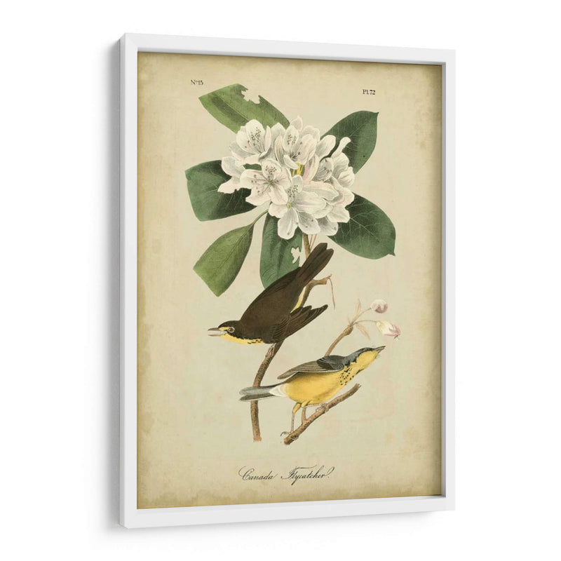 Audubon Canadá Flycatcher - John James Audubon | Cuadro decorativo de Canvas Lab