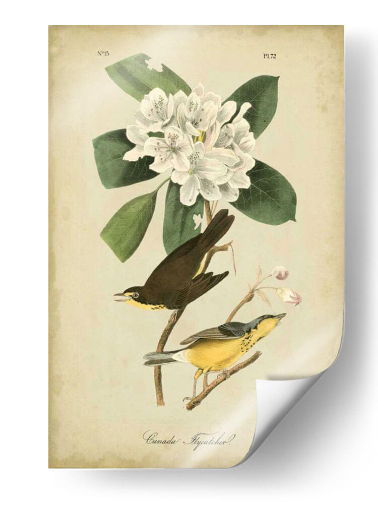 Audubon Canadá Flycatcher - John James Audubon | Cuadro decorativo de Canvas Lab