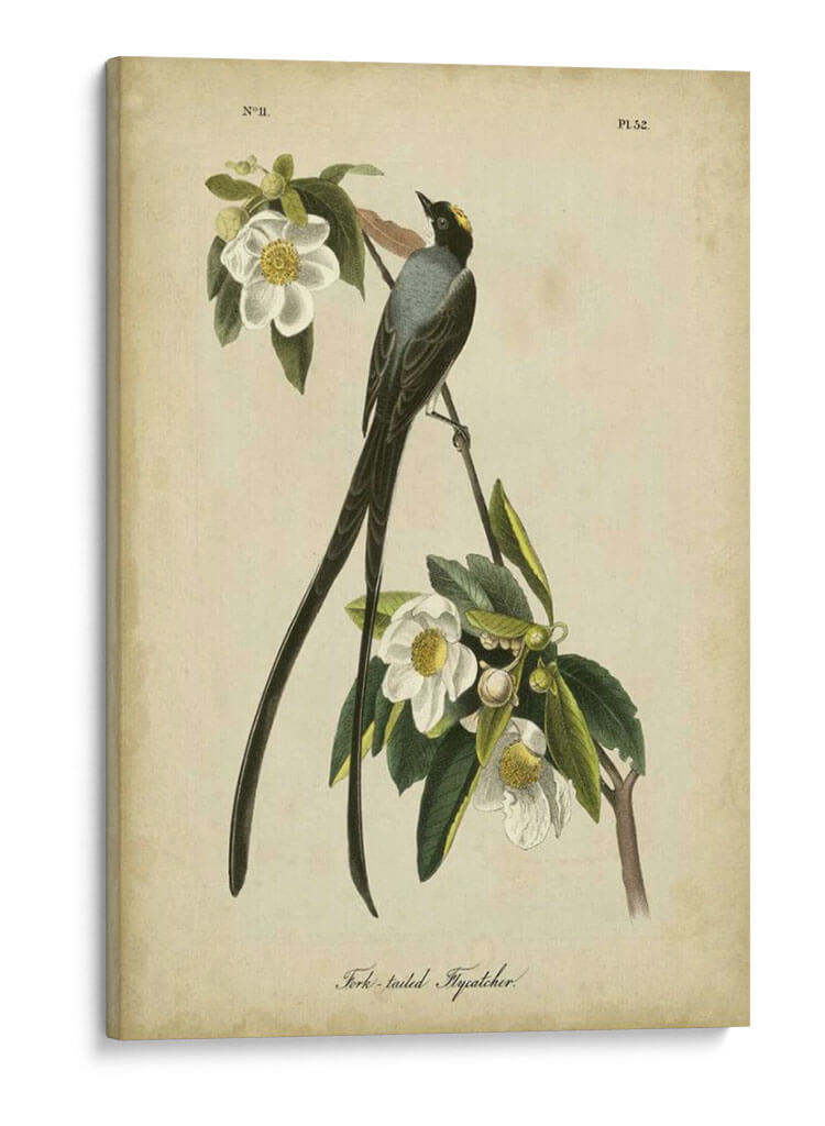 Audubon Fork-Tailed Flycatcher - John James Audubon | Cuadro decorativo de Canvas Lab