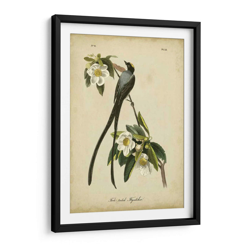 Audubon Fork-Tailed Flycatcher - John James Audubon | Cuadro decorativo de Canvas Lab