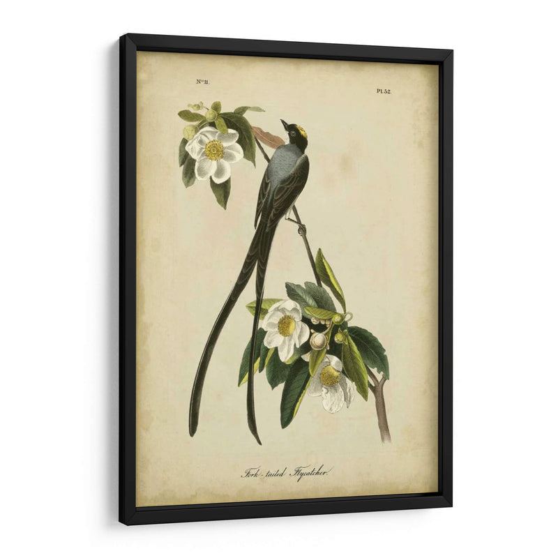 Audubon Fork-Tailed Flycatcher - John James Audubon | Cuadro decorativo de Canvas Lab