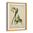 Audubon Fork-Tailed Flycatcher - John James Audubon | Cuadro decorativo de Canvas Lab