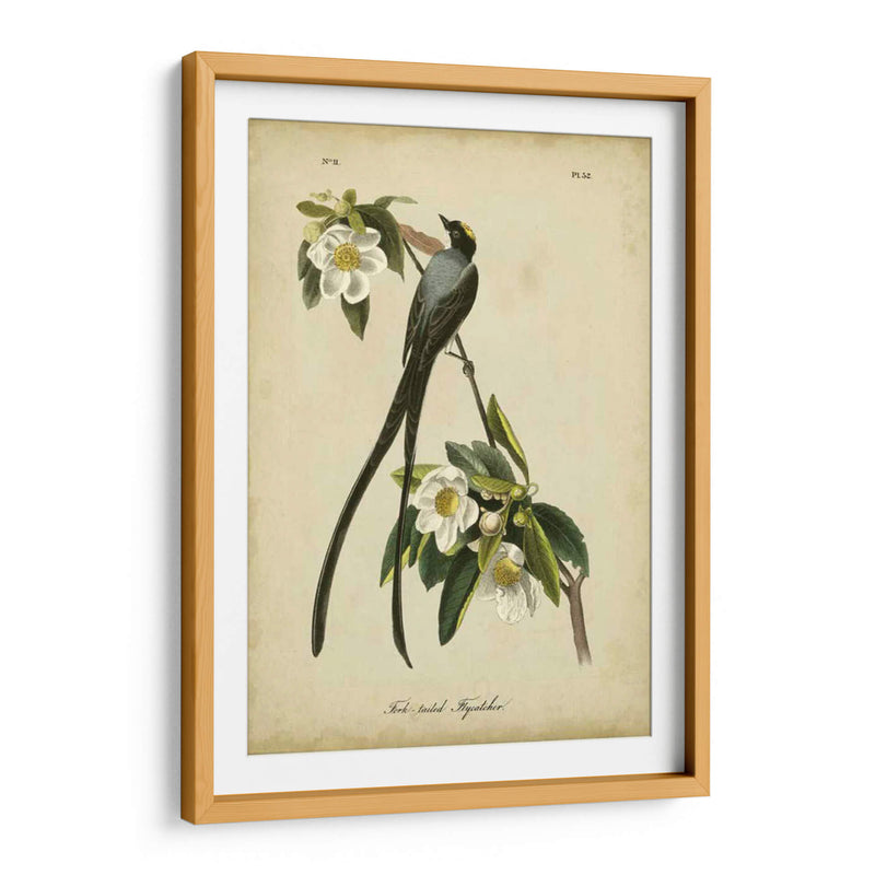 Audubon Fork-Tailed Flycatcher - John James Audubon | Cuadro decorativo de Canvas Lab