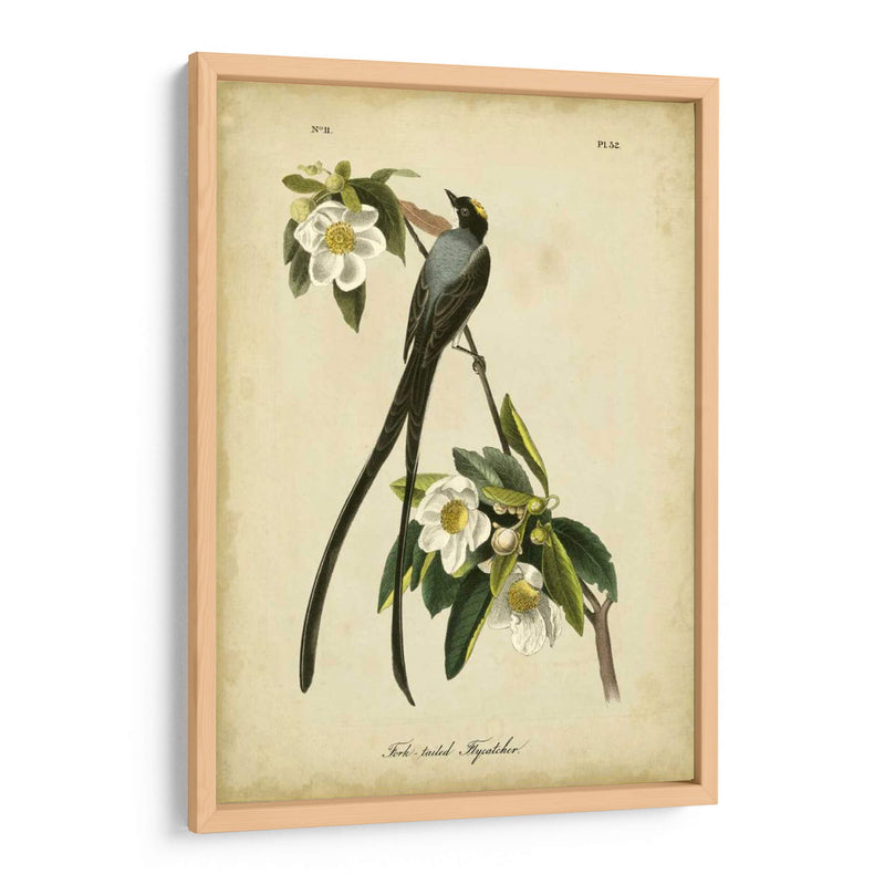 Audubon Fork-Tailed Flycatcher - John James Audubon | Cuadro decorativo de Canvas Lab