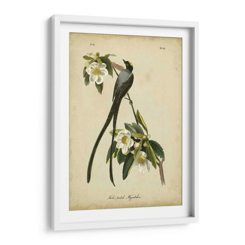 Audubon Fork-Tailed Flycatcher - John James Audubon | Cuadro decorativo de Canvas Lab