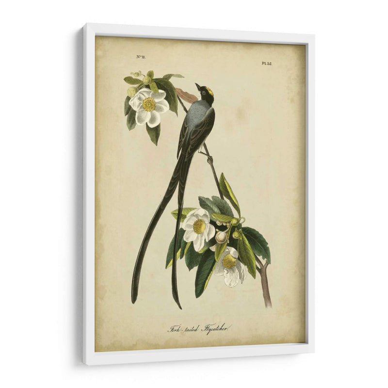 Audubon Fork-Tailed Flycatcher - John James Audubon | Cuadro decorativo de Canvas Lab