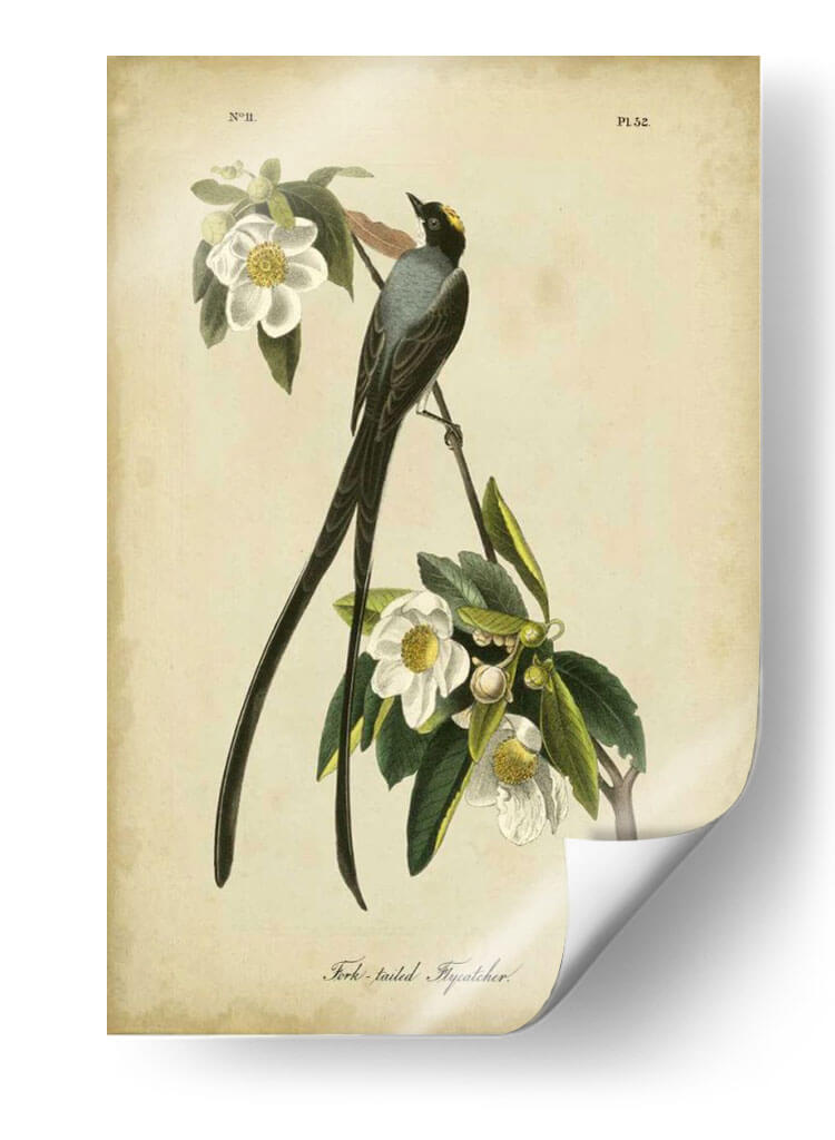 Audubon Fork-Tailed Flycatcher - John James Audubon | Cuadro decorativo de Canvas Lab