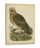 Antiguo Nozeman Búho I - Nozeman | Cuadro decorativo de Canvas Lab