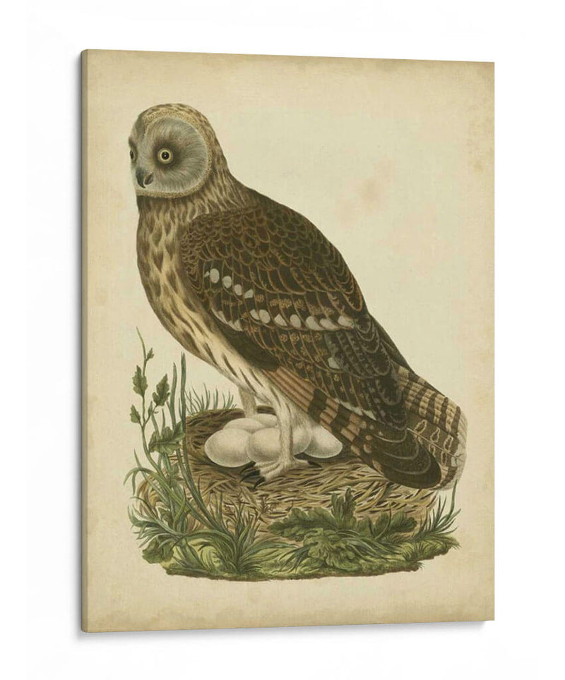 Antiguo Nozeman Búho I - Nozeman | Cuadro decorativo de Canvas Lab