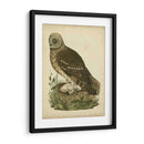 Antiguo Nozeman Búho I - Nozeman | Cuadro decorativo de Canvas Lab