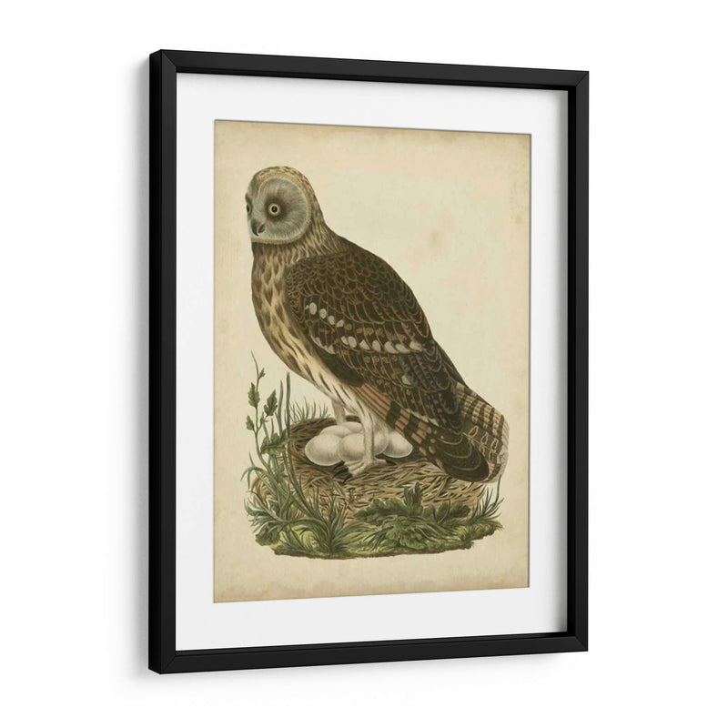 Antiguo Nozeman Búho I - Nozeman | Cuadro decorativo de Canvas Lab