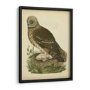 Antiguo Nozeman Búho I - Nozeman | Cuadro decorativo de Canvas Lab