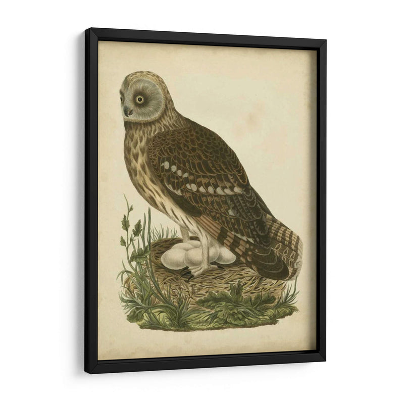 Antiguo Nozeman Búho I - Nozeman | Cuadro decorativo de Canvas Lab