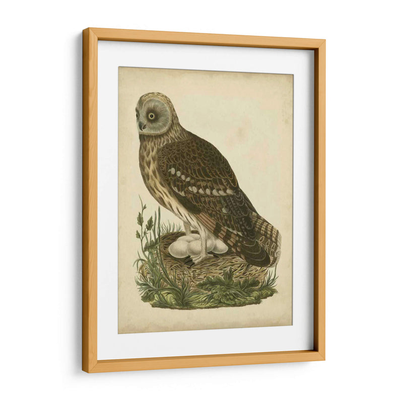 Antiguo Nozeman Búho I - Nozeman | Cuadro decorativo de Canvas Lab