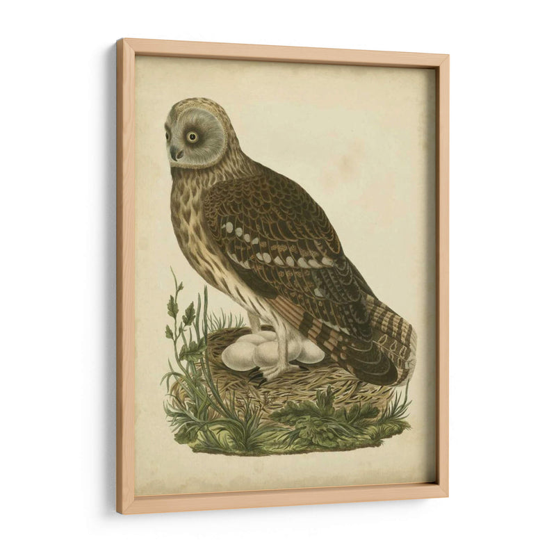 Antiguo Nozeman Búho I - Nozeman | Cuadro decorativo de Canvas Lab