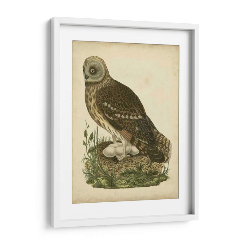 Antiguo Nozeman Búho I - Nozeman | Cuadro decorativo de Canvas Lab