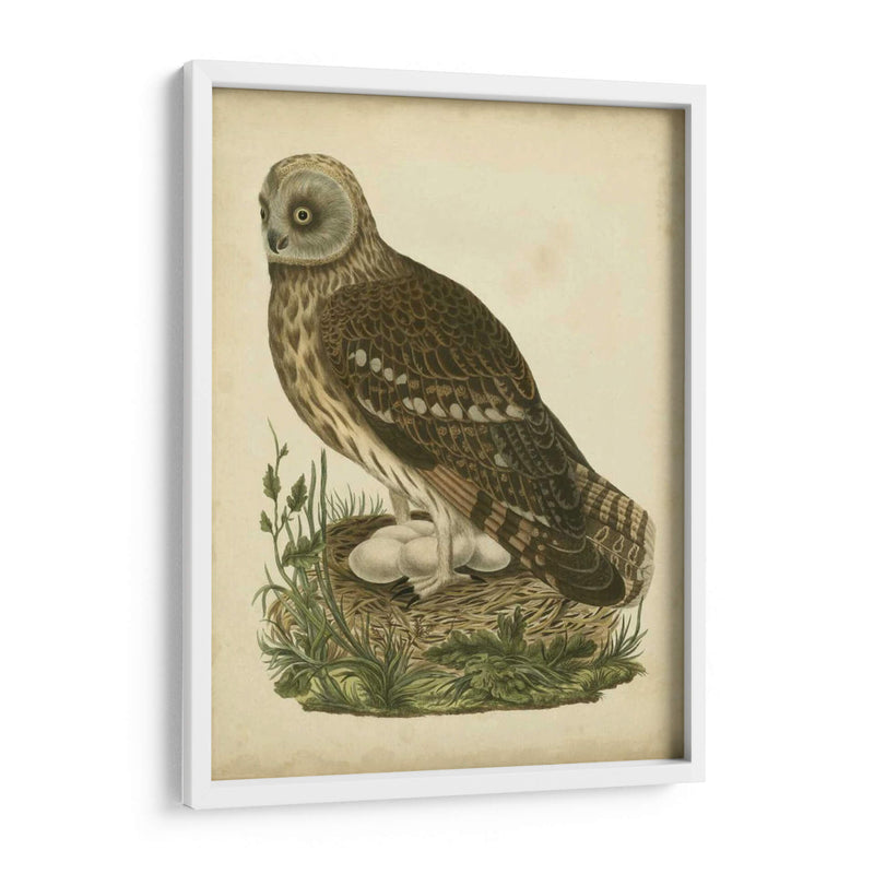 Antiguo Nozeman Búho I - Nozeman | Cuadro decorativo de Canvas Lab