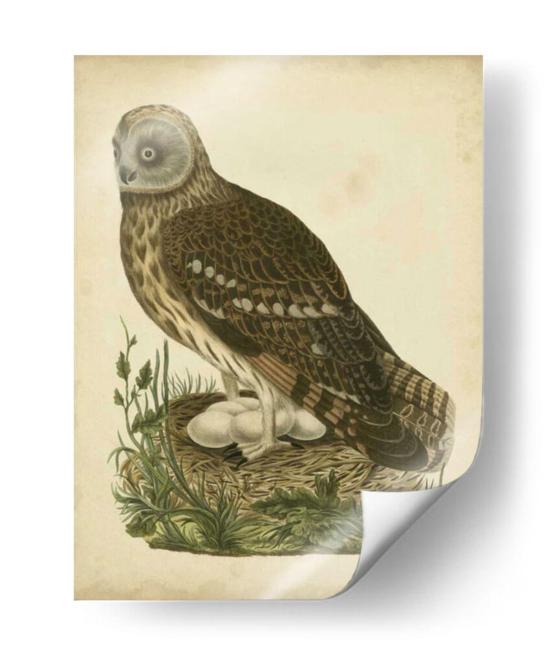 Antiguo Nozeman Búho I - Nozeman | Cuadro decorativo de Canvas Lab