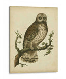 Antiguo Nozeman Owl Ii - Nozeman | Cuadro decorativo de Canvas Lab
