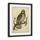 Antiguo Nozeman Owl Ii - Nozeman | Cuadro decorativo de Canvas Lab
