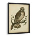 Antiguo Nozeman Owl Ii - Nozeman | Cuadro decorativo de Canvas Lab