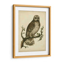 Antiguo Nozeman Owl Ii - Nozeman | Cuadro decorativo de Canvas Lab