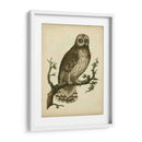 Antiguo Nozeman Owl Ii - Nozeman | Cuadro decorativo de Canvas Lab