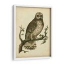 Antiguo Nozeman Owl Ii - Nozeman | Cuadro decorativo de Canvas Lab