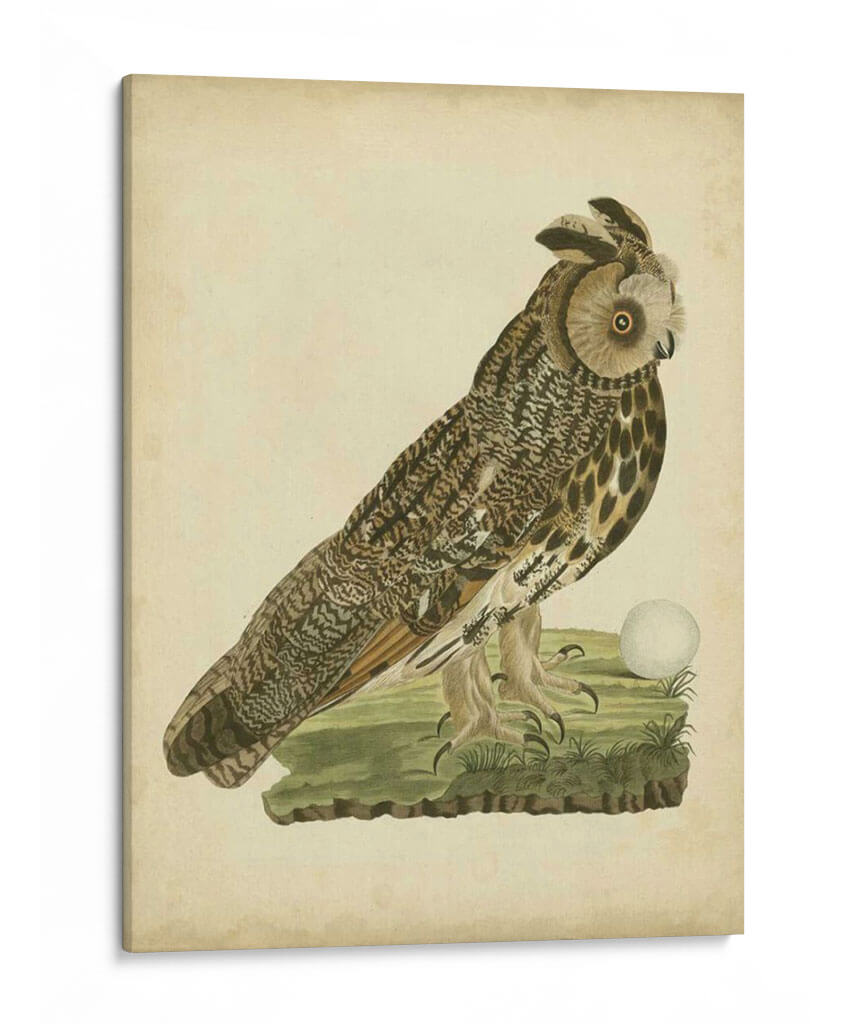 Antiguo Nozeman Owl Iii - Nozeman | Cuadro decorativo de Canvas Lab