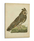Antiguo Nozeman Owl Iii - Nozeman | Cuadro decorativo de Canvas Lab