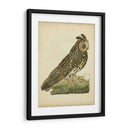 Antiguo Nozeman Owl Iii - Nozeman | Cuadro decorativo de Canvas Lab