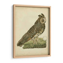 Antiguo Nozeman Owl Iii - Nozeman | Cuadro decorativo de Canvas Lab