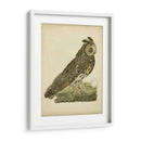 Antiguo Nozeman Owl Iii - Nozeman | Cuadro decorativo de Canvas Lab