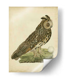 Antiguo Nozeman Owl Iii - Nozeman | Cuadro decorativo de Canvas Lab