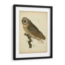 Antiguo Nozeman Owl Iv - Nozeman | Cuadro decorativo de Canvas Lab